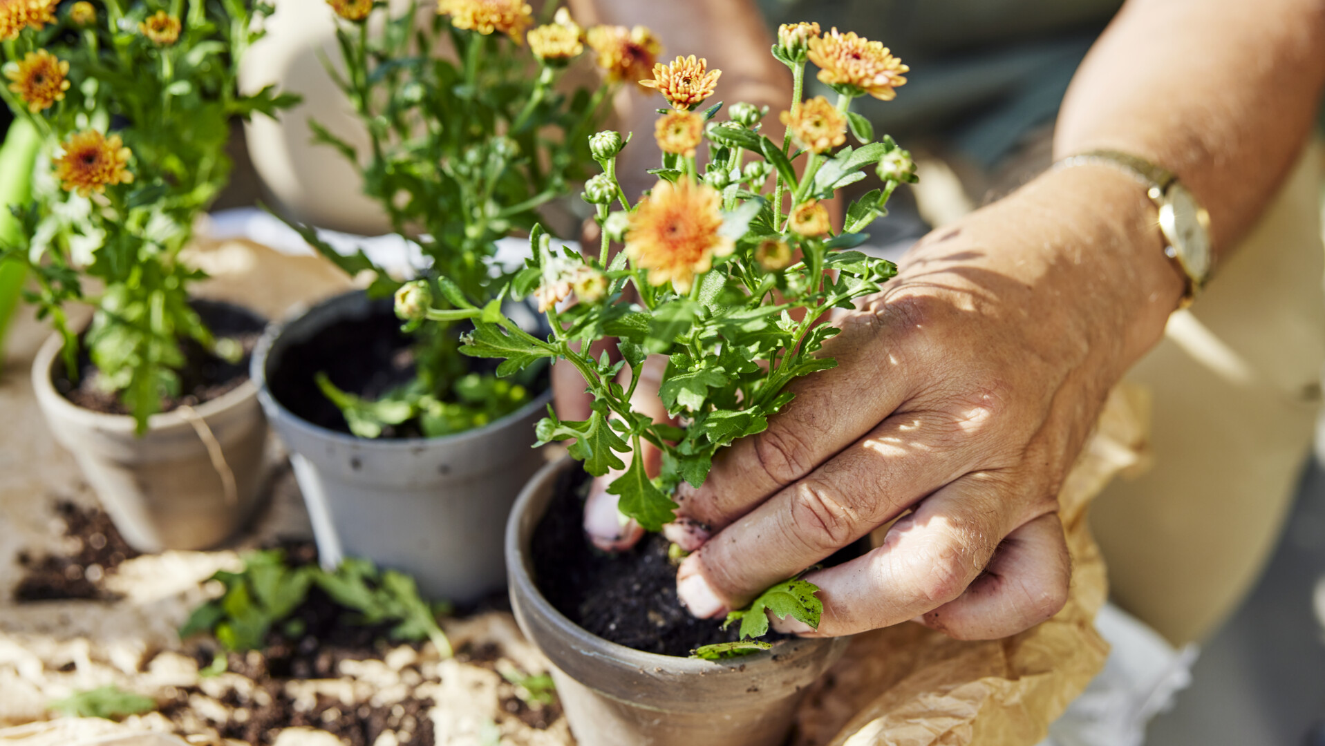 En person planterar en orange blommig växt i en kruka