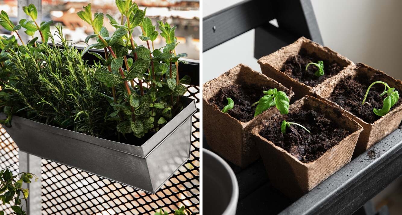 Kryddväxter i en balkonglåda på en balkong och små plantor i jordfyllda papperskrukor på en hylla