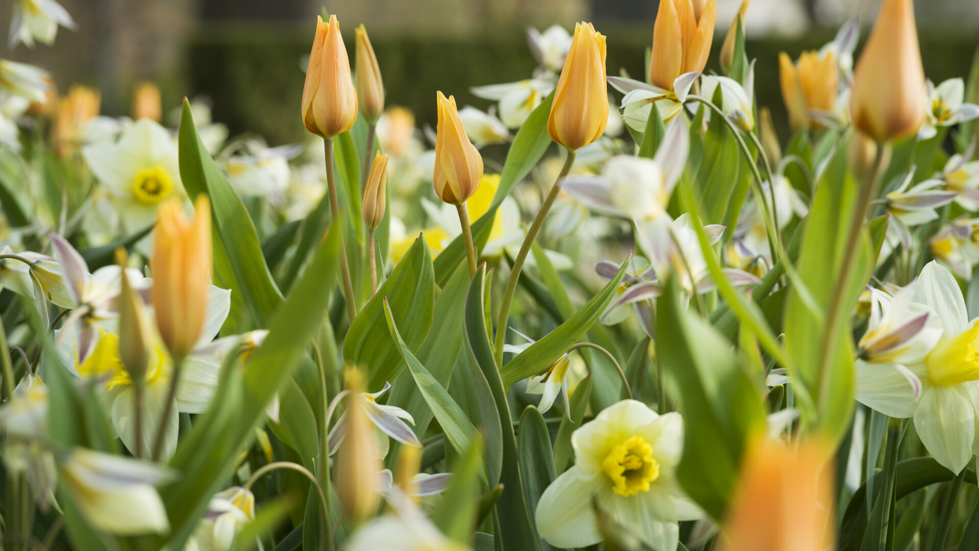 Gula och vita blommor samt orange tulpaner i en blomsterträdgård