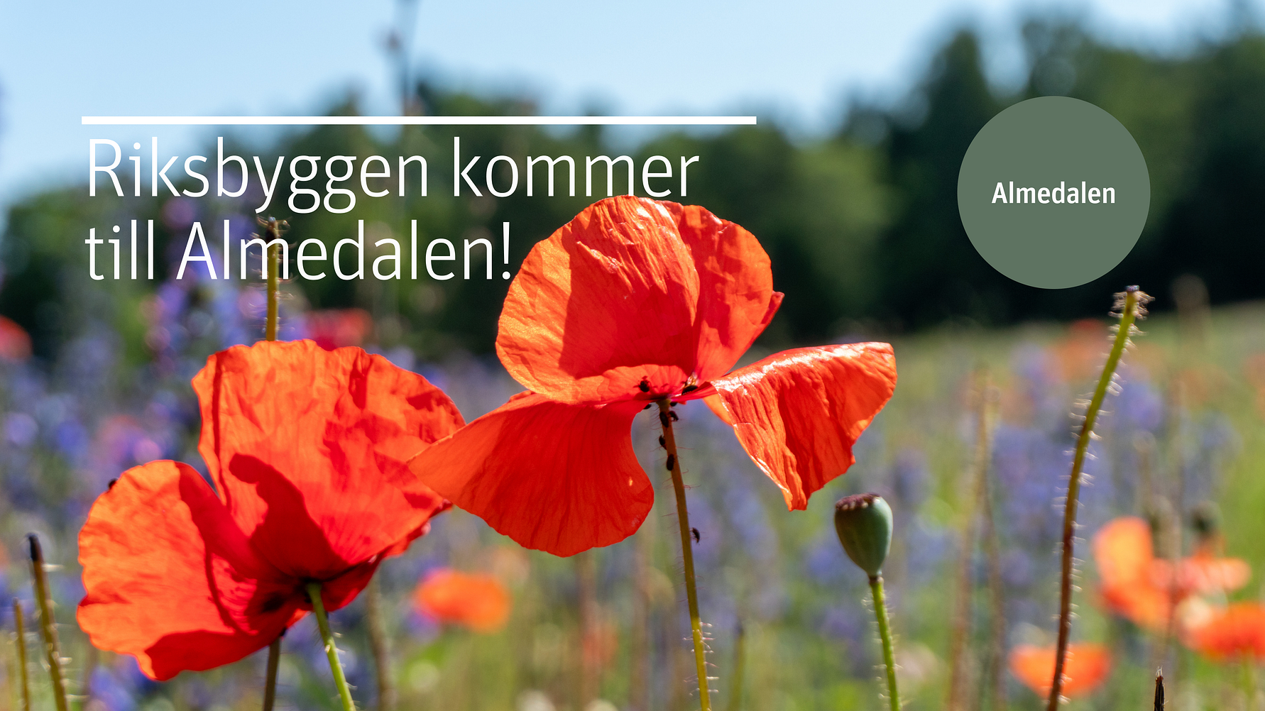 Närbild av röda vallmoblommor på en sommaräng med texten "Riksbyggen kommer till Almedalen!" och en grön cirkel med texten "Almedalen