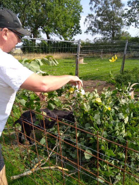 Man matar en svart gris genom ett staket i en grönskande utomhusmiljö med träd och buskar i bakgrunden