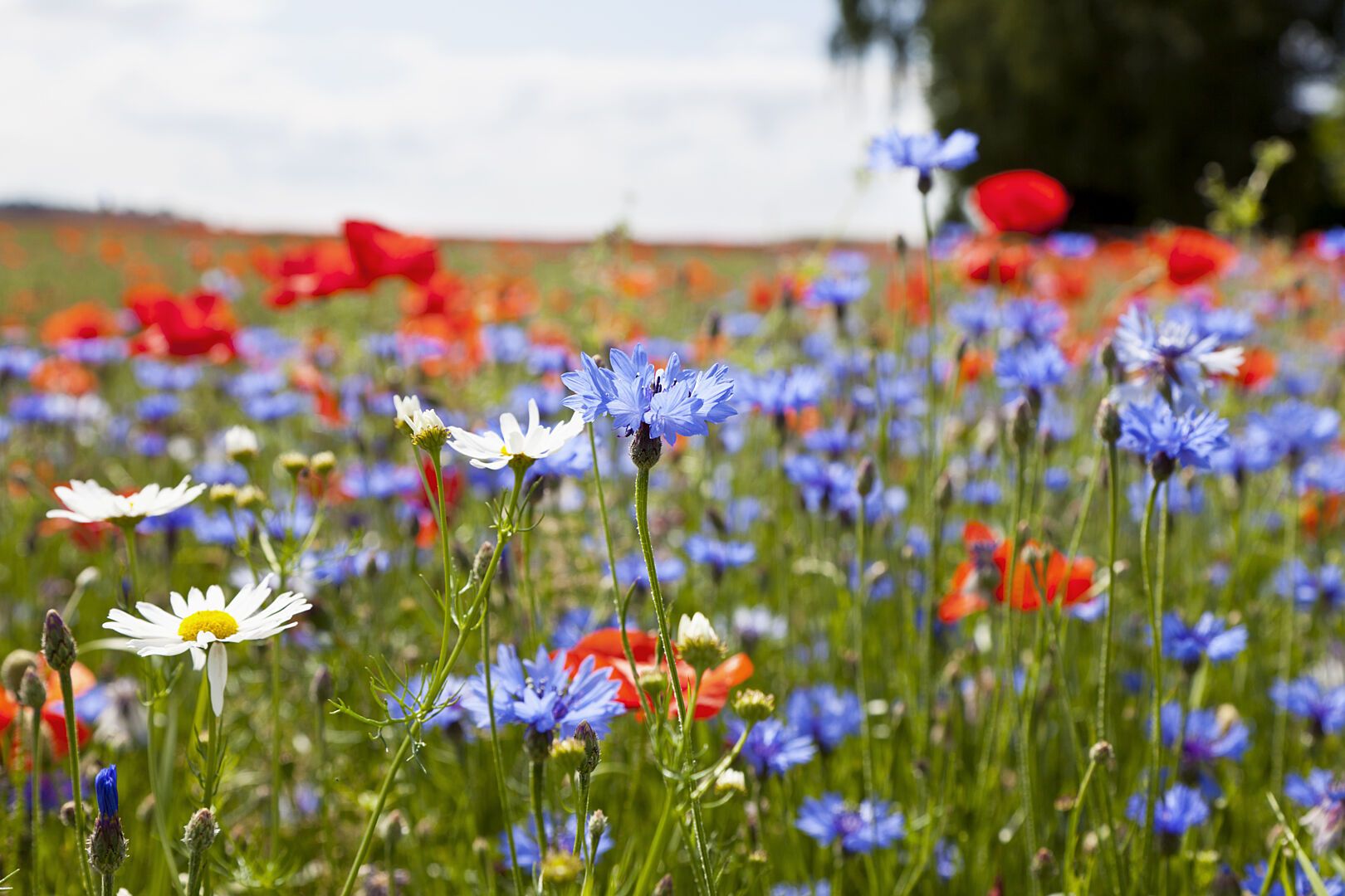 Äng med blommor, inklusive blåklint, prästkragar och vallmo, med träd och fält i bakgrunden under en solig dag
