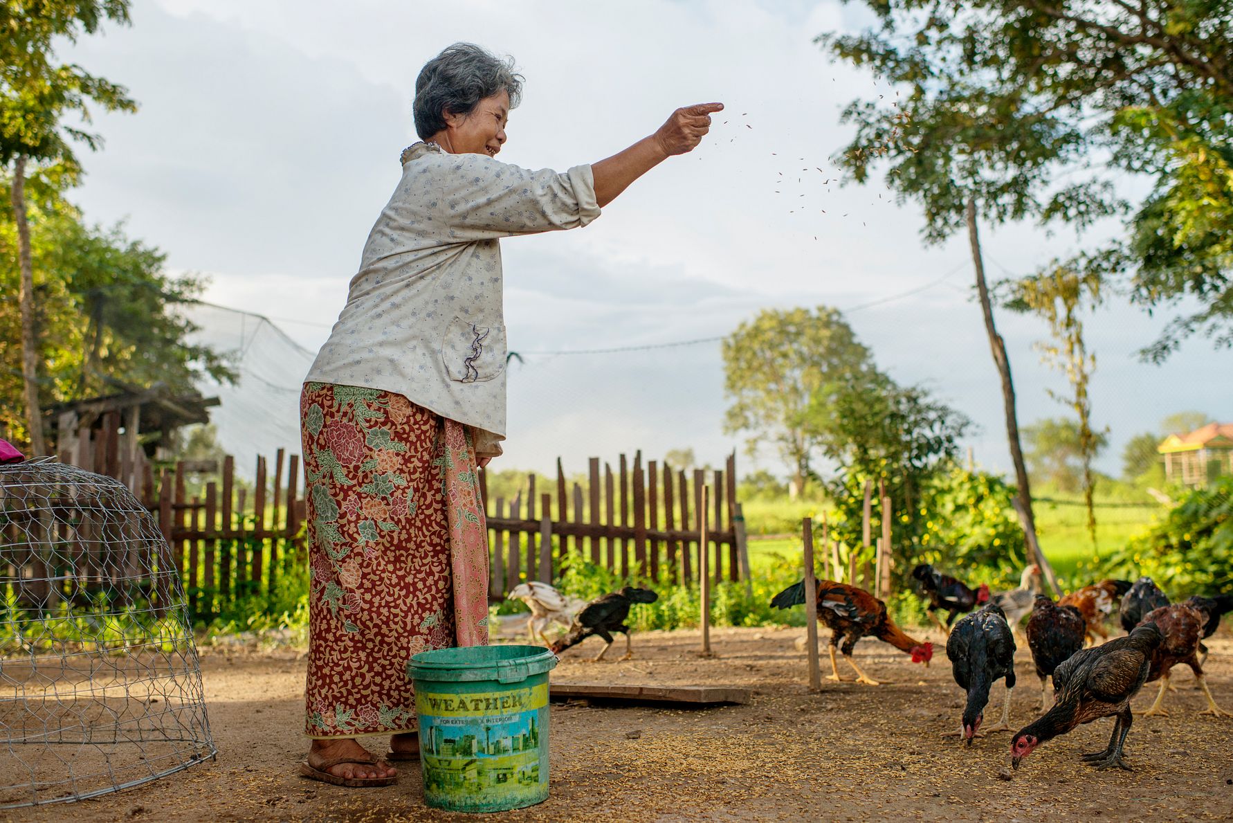 En person matar höns utomhus på en gård, omgiven av gröna träd och ett staket i bakgrunden