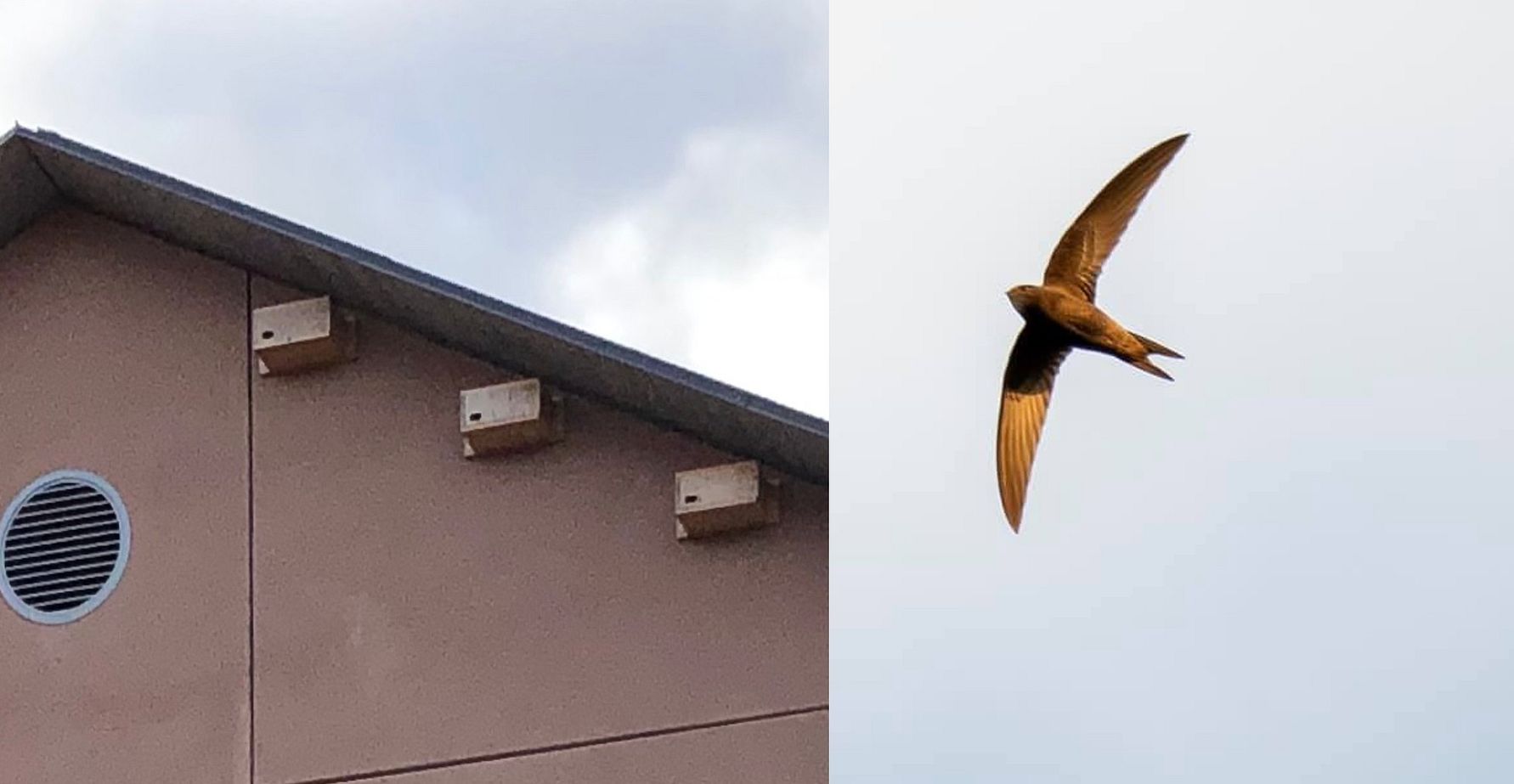 Byggnad med fågelholkar på fasaden och en svala som flyger mot en ljus himmel