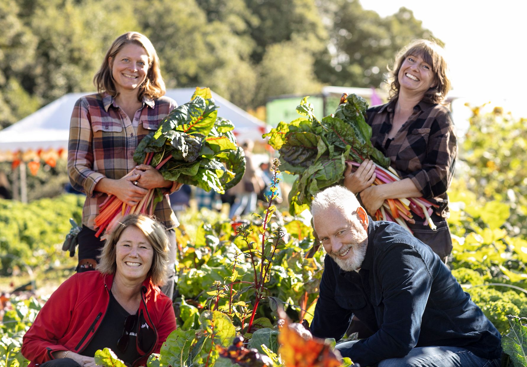 Fyra personer i en trädgårdsskörd håller bladbetsblad medan de omges av grönska och dagsljus, med tält i bakgrunden