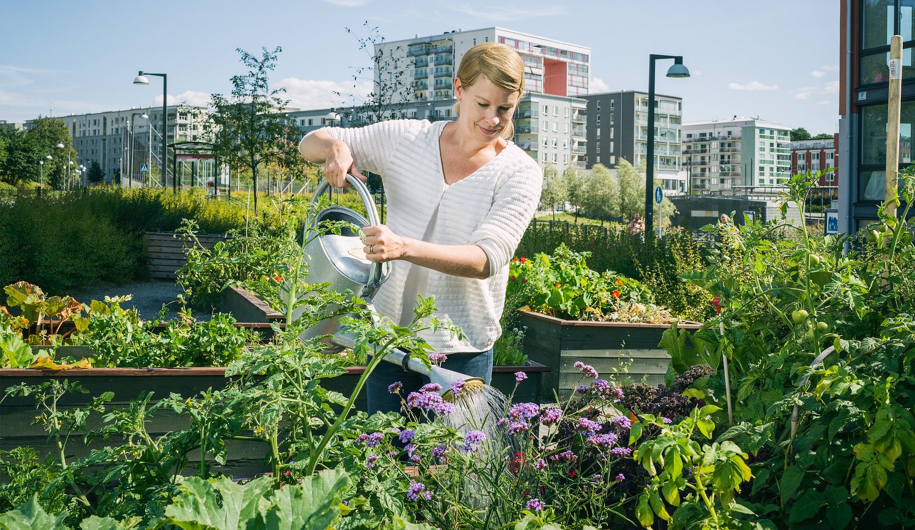 Kvinna vattnar växter i en urban trädgård med höga odlingslådor, omgiven av grönska och bostadshus i bakgrunden