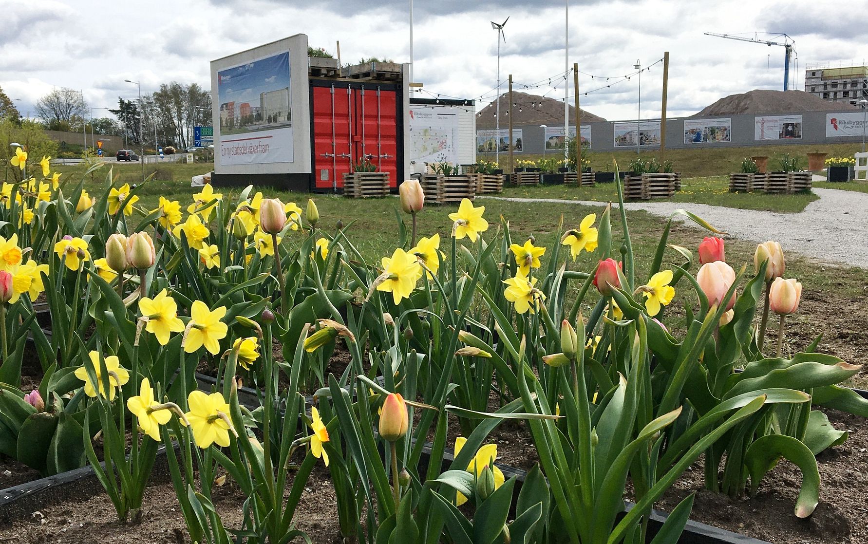 Gult påskliljor och rosa tulpaner i en blomsterbädd framför byggskyltar och en container på en grön gräsmatta under molnig himmel