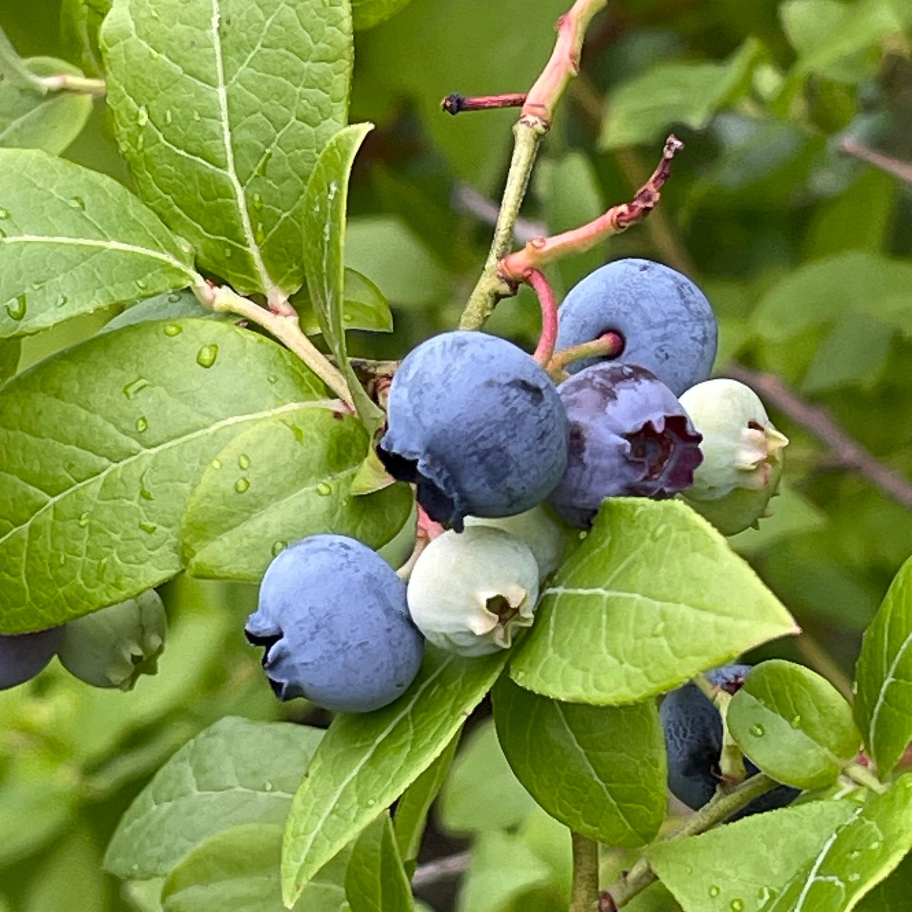 Blåbär och blåbärsblad på en gren med omgivande gröna löv