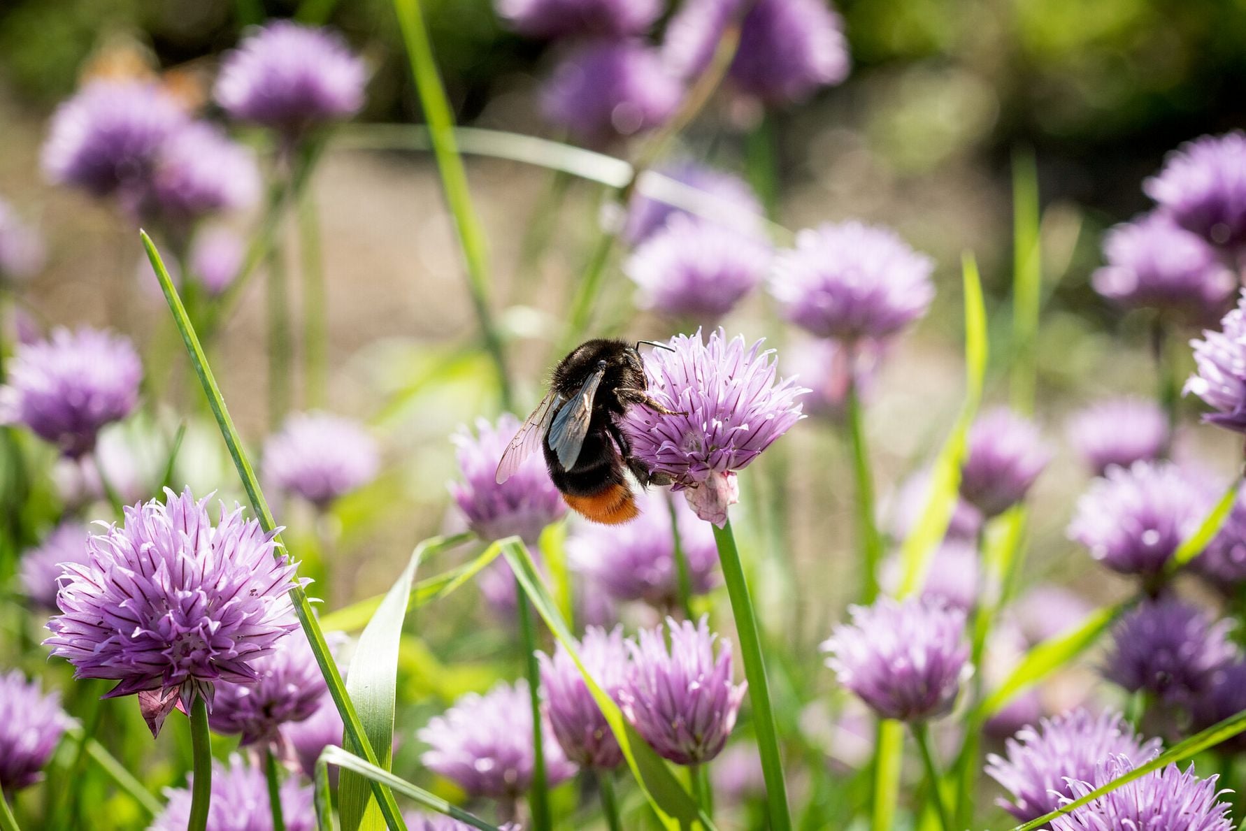 Humla på en blommande gräslöksblomma i en trädgård med lila blommor
