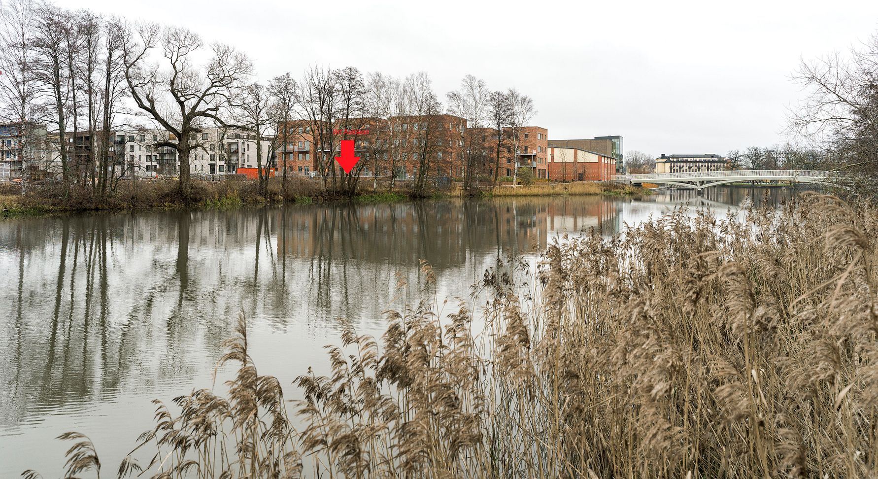 Vinterlandskap vid en stilla flod med vass i förgrunden, träd och byggnader i bakgrunden. En röd pil markerar en punkt bland träden
