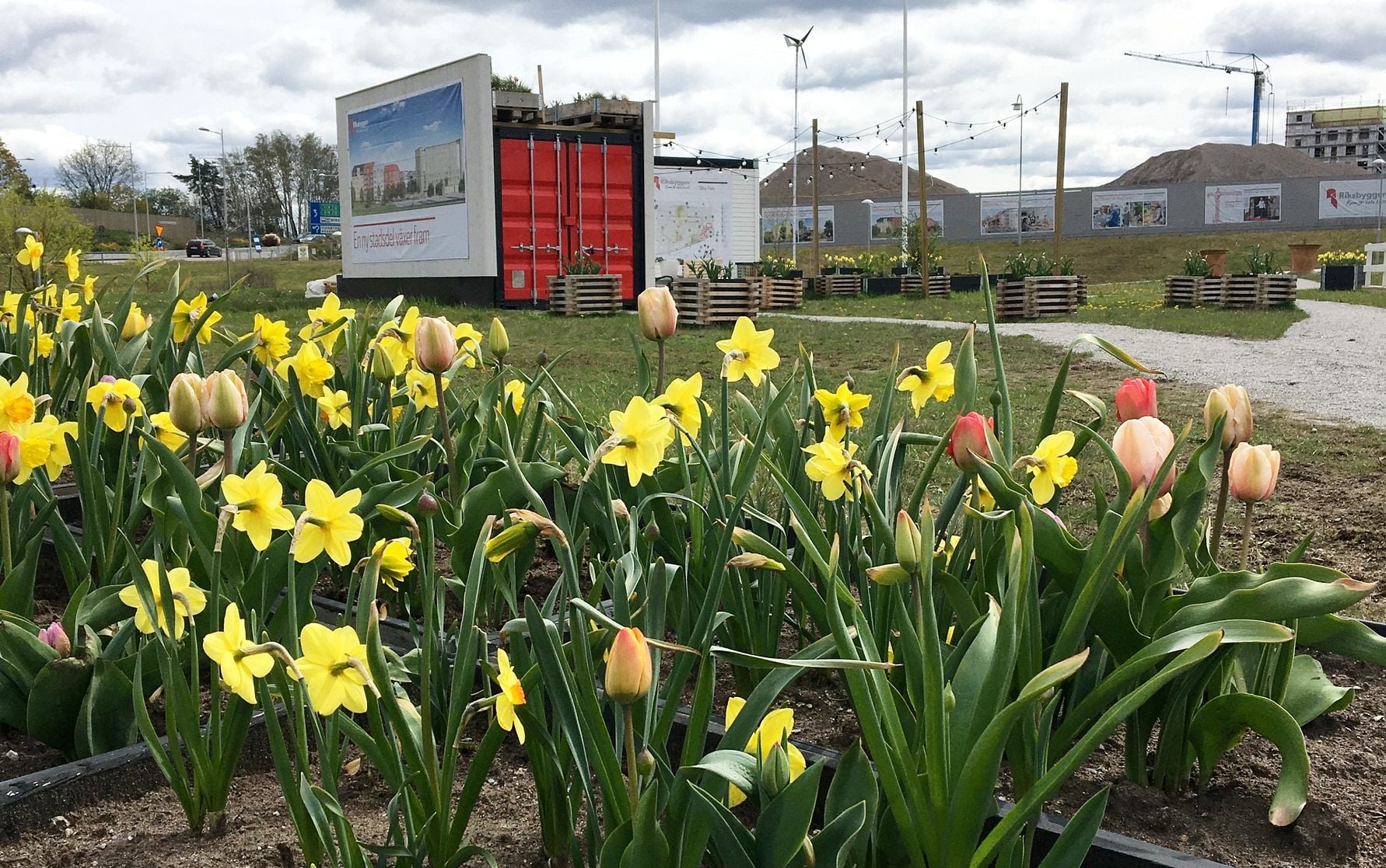 Gult påskliljor och rosa tulpaner i en blomsterbädd framför byggskyltar och en container på en grön gräsmatta under molnig himmel
