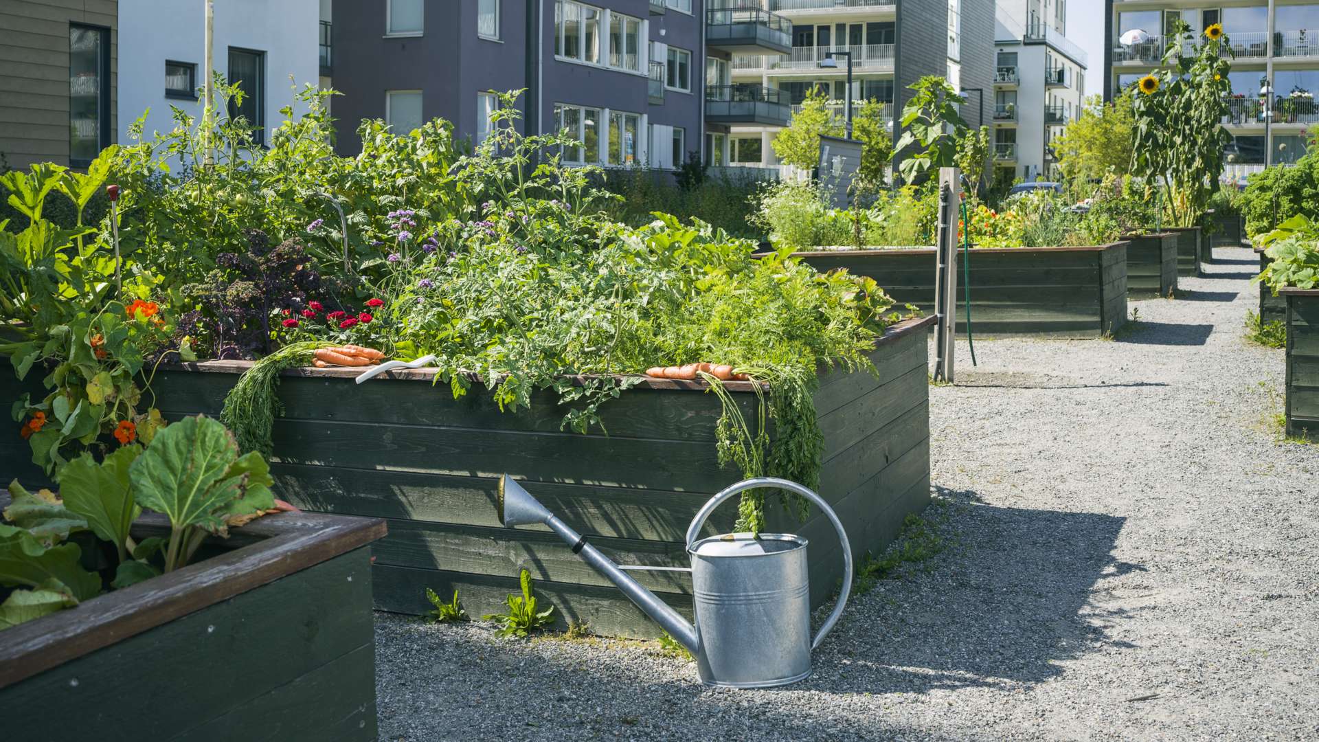 En växtgård med höga planteringslådor fyllda med grönsaker och blommor, bredvid finns en vattenkanna på en grusstig