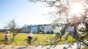 Cyklande barn och äppelblom