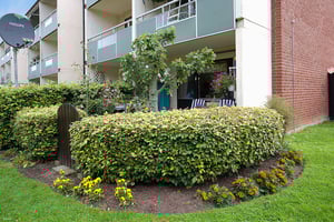 Bostadsområde med lägenheter, balkonger, grön häck och blommor i en nyanlagd rabatt