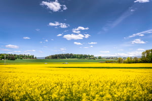 Landskap med gul rapsfält, gröna betesmarker och blå himmel med vita moln