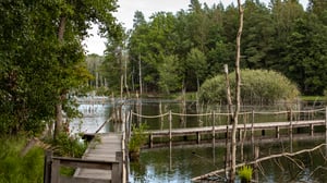 Träbrygga vid en sjö omgiven av grönskande skog