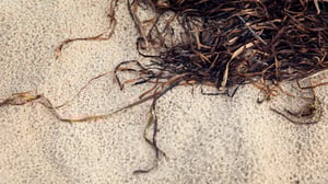 Tång och sjögräs på sandstrand