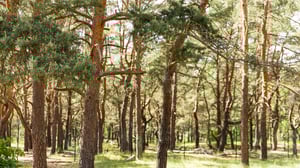Skog med höga tallar och solbelyst mark i Helsingborg
