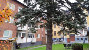 Innergård med gräsmatta, stora träd och flerbostadshus i tegel och puts