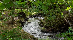 Bäck i lummig skog med träd och grön vegetation vid vattnet