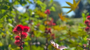 Röda blommor i en grön trädgård med mjuk bakgrundsoskärpa