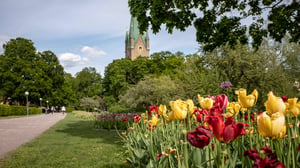 Tulpanrabatt i en park med gångväg och ett kyrktorn i bakgrunden