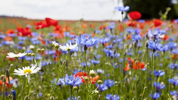 Smidesvägen/Oxelgatan/Häggatan