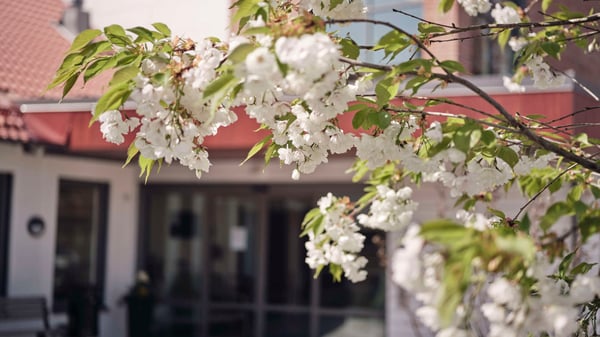 Blommande grenar med vita blommor framför en bostadsentré