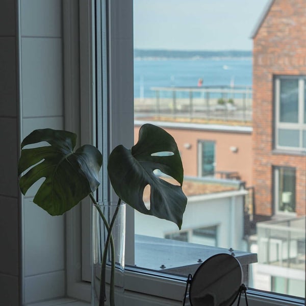 Monstera i glasvas vid fönster med utsikt över hav och bostadshus