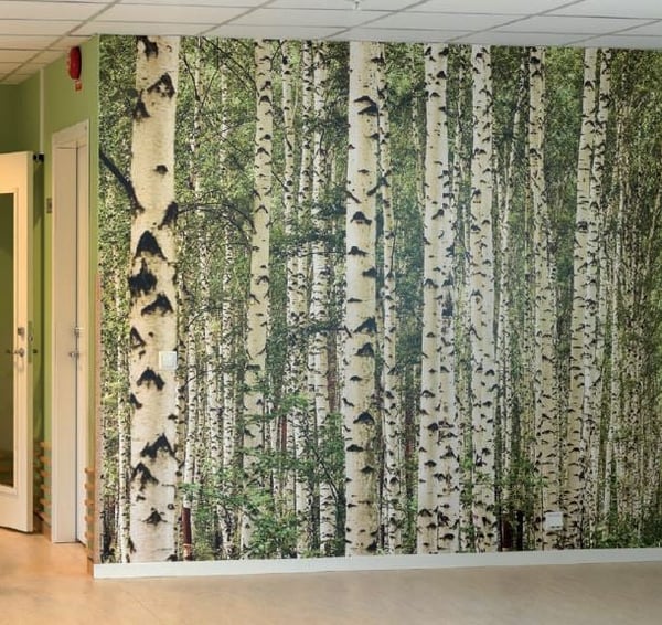 Skogsmotiv med björkstammar på vägg i ett rum