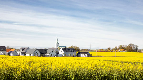 Rapsfält