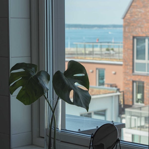 Monstera i glasvas vid fönster med utsikt över hav och bostadshus