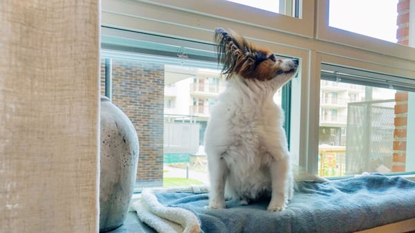 Hund i fönster