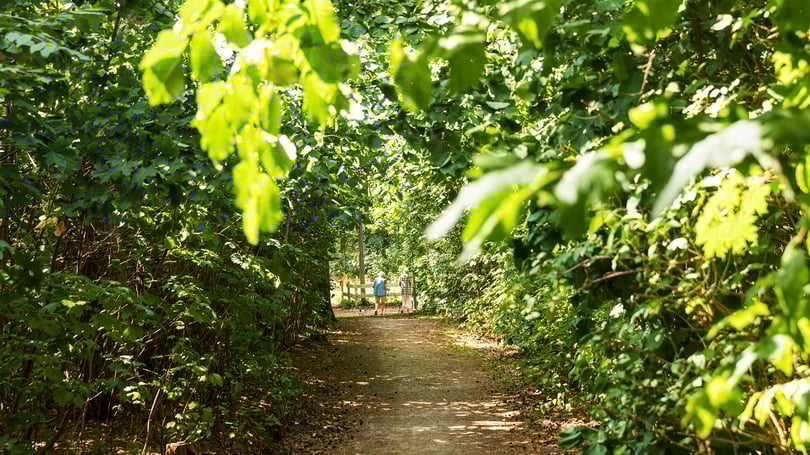 Par på promenad i allé