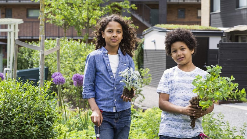 Två barn med plantor i händerna vid odlingsområde i bostadsrättsförening