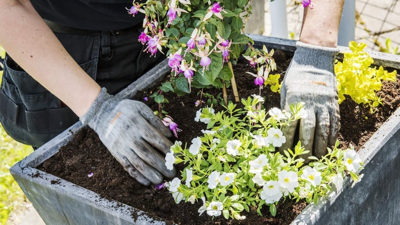 Person med trädgårdshandskar planterar i odlingslåda