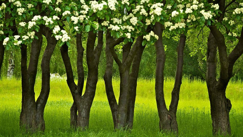 Trädstammar och gräs