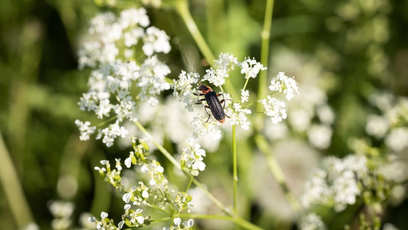 Insekt på vit ängsblomma