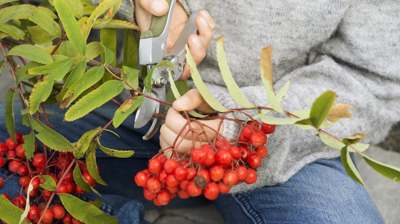 Person klipper en kvist med röda bär med hjälp av en sekatör, klädd i jeans och en grå tröja