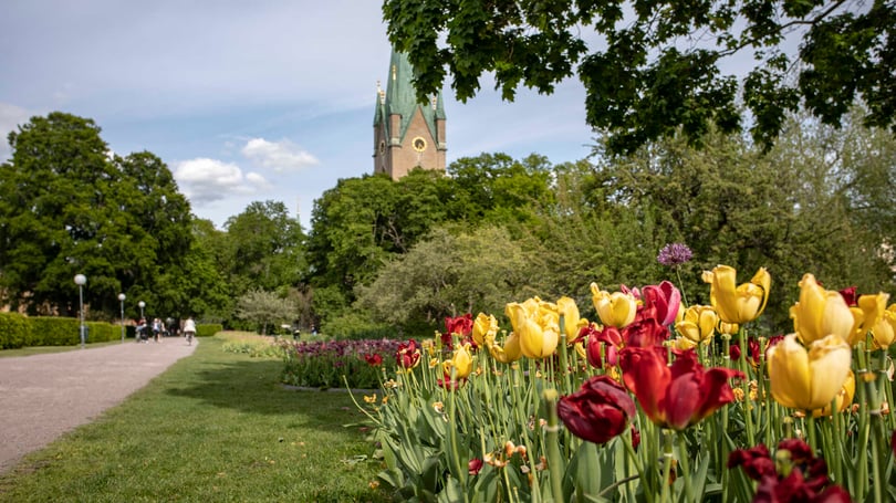 Tulpanrabatt i en park med gångväg och ett kyrktorn i bakgrunden