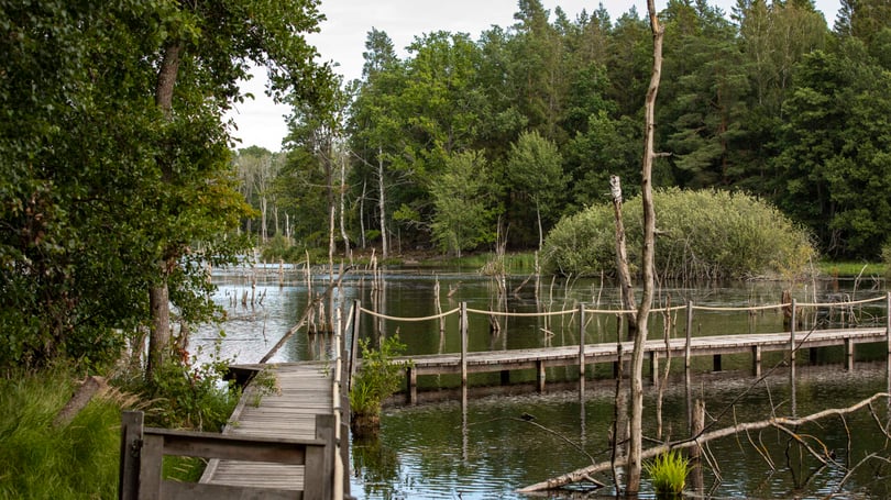Träbrygga vid en sjö omgiven av grönskande skog