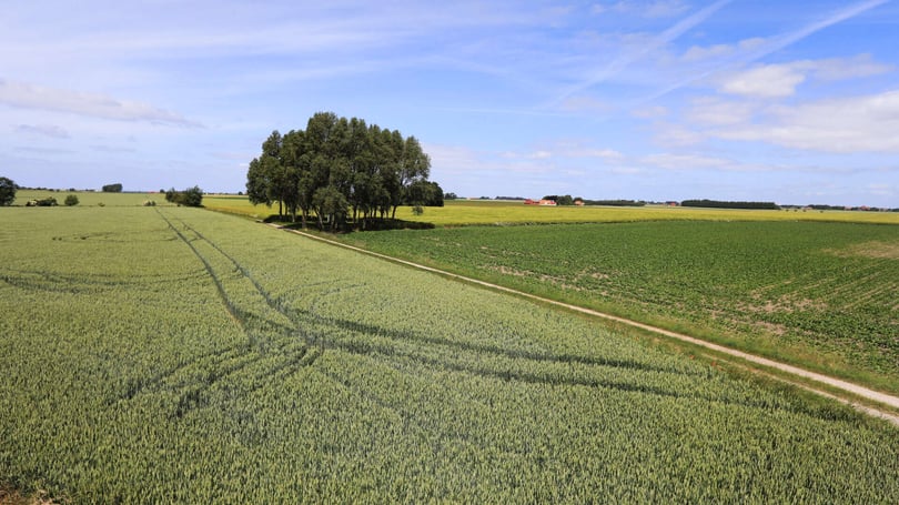 Åkermark med gröna fält, en samling träd och en grusväg under blå himmel