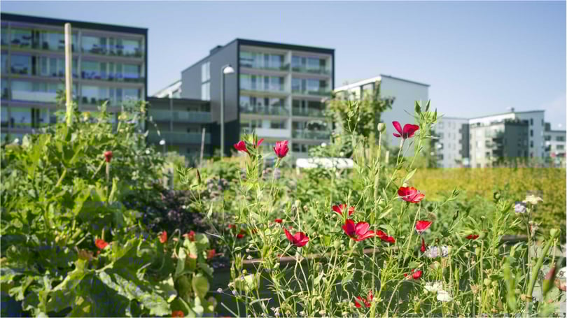 Blommande grönområde framför moderna flerbostadshus