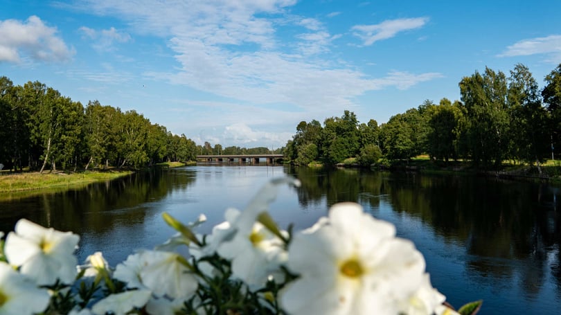 Blommor i förgrunden vid en lugn älv omgiven av grönska och en bro i fjärran