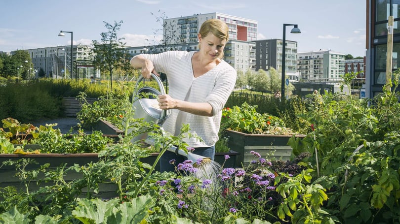 Kvinna som vattnar odlingslådor