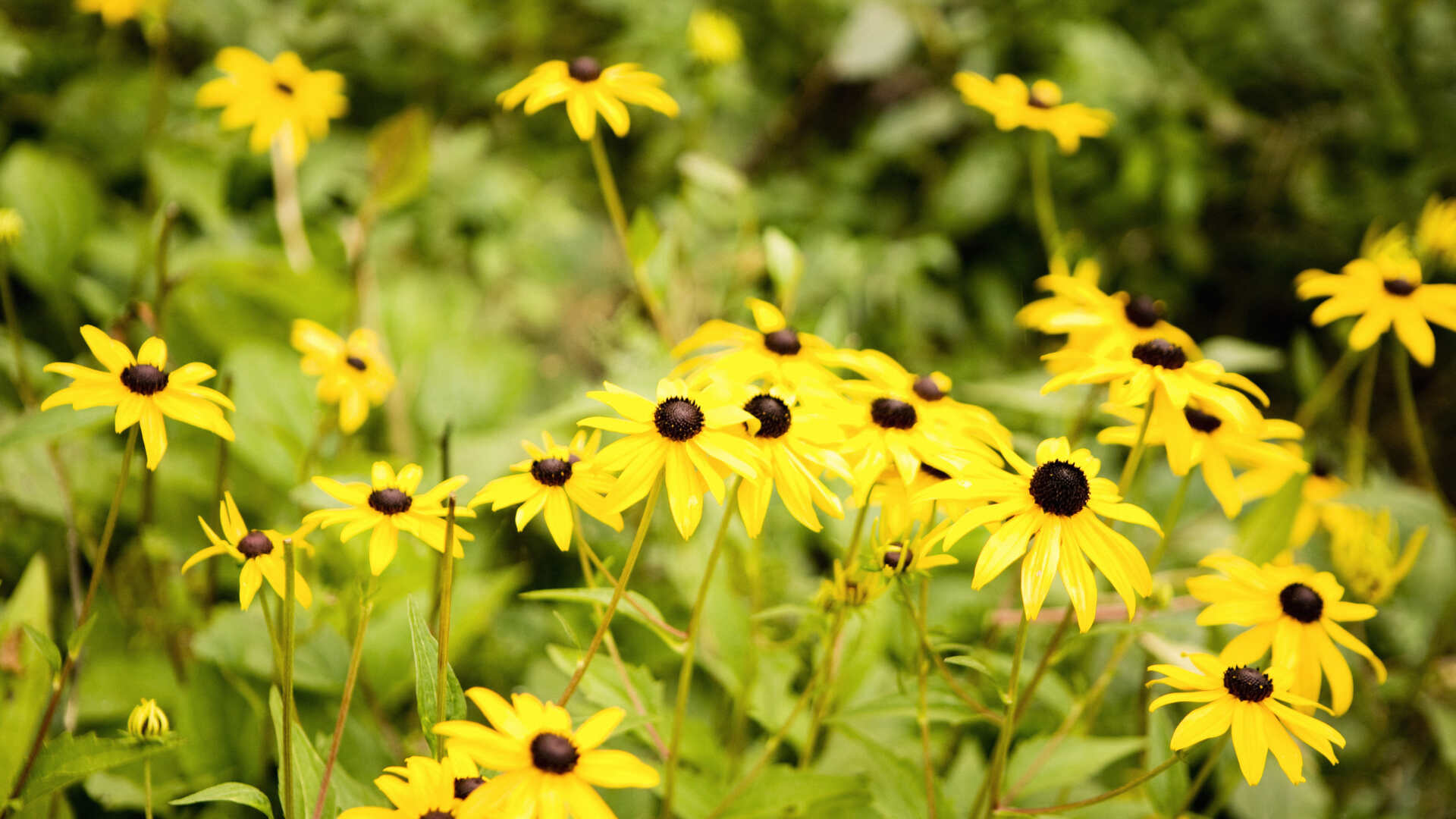 Gula blommor