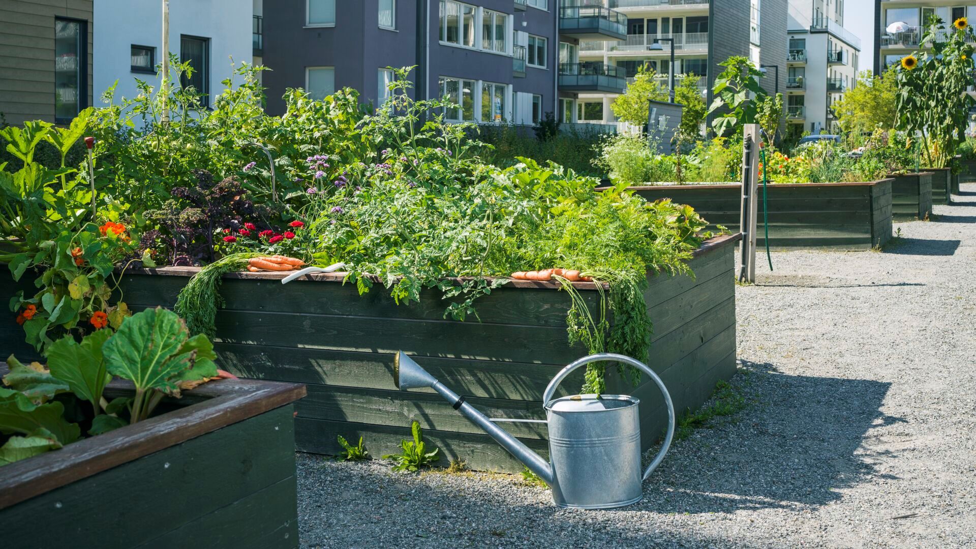 Odling i pallkrage på innergård