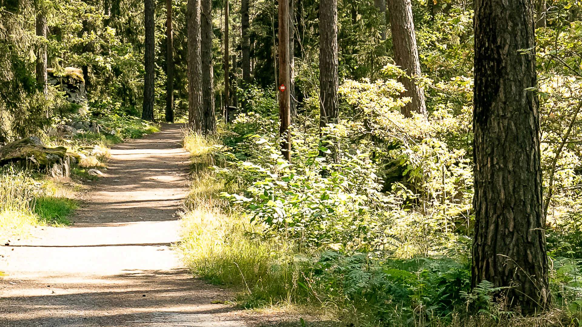 Skogsstig i Råbyskogen