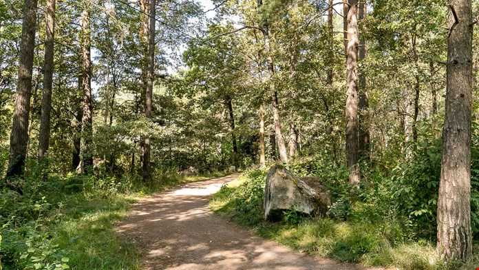 Skogsväg i Råbyskogen