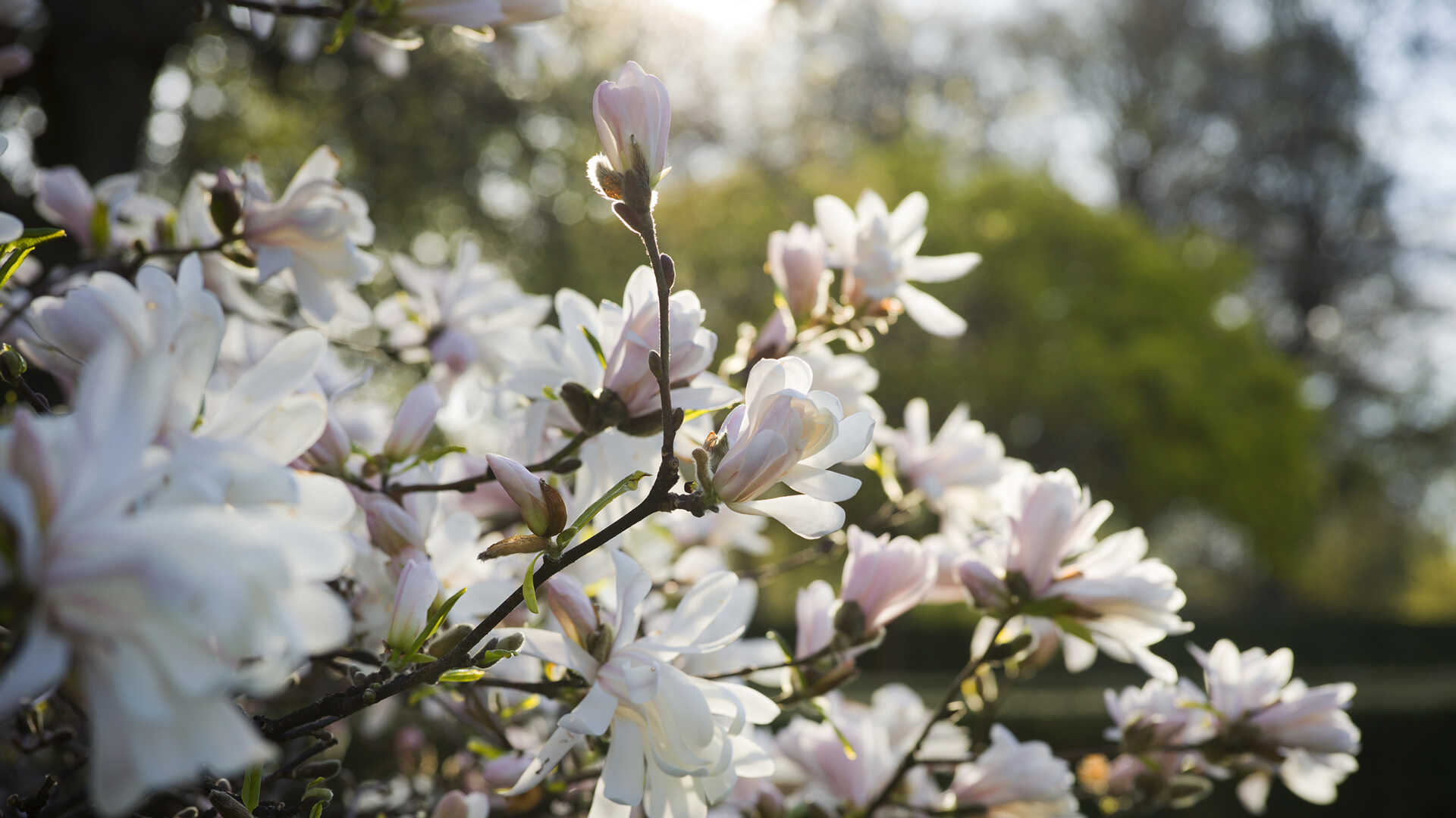 Magnolia